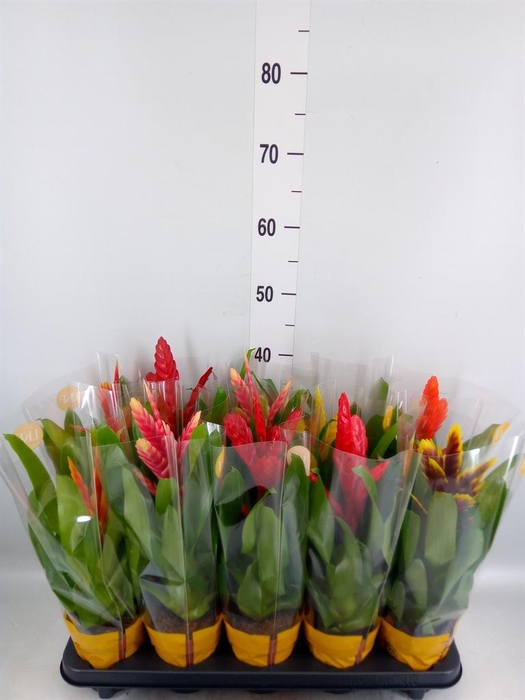 <h4>Vriesea   ...mix 8</h4>