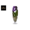 Vanda hybriden