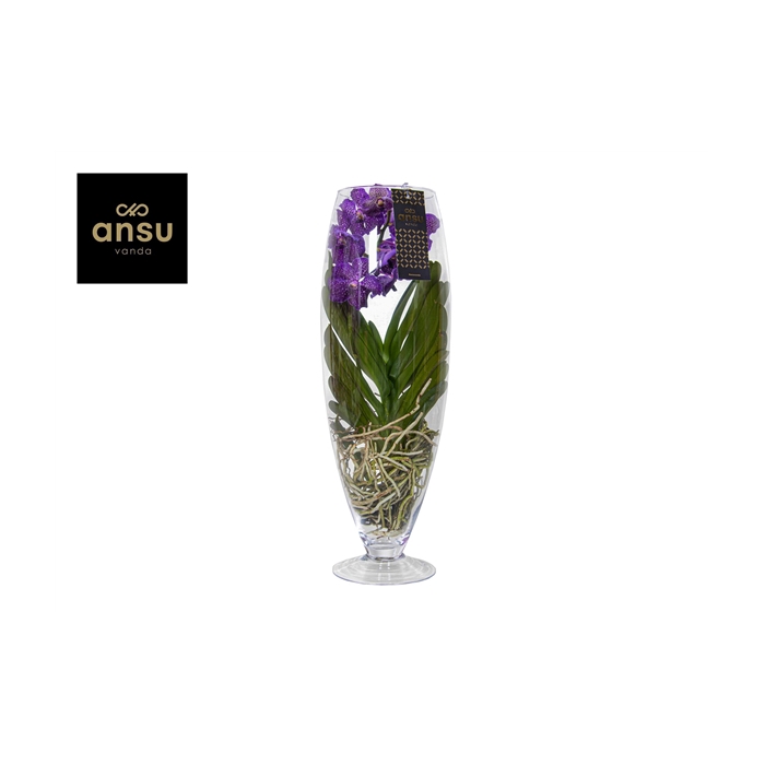 <h4>Vanda Champagne Purple</h4>