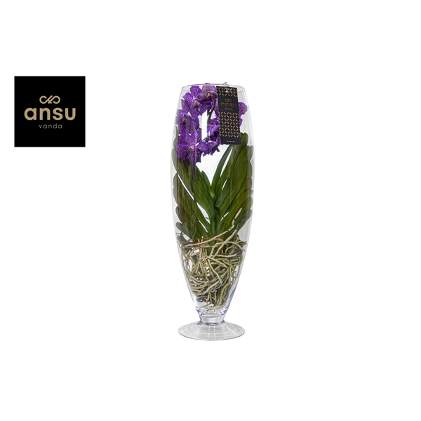 <h4>Vanda Champagne Purple</h4>