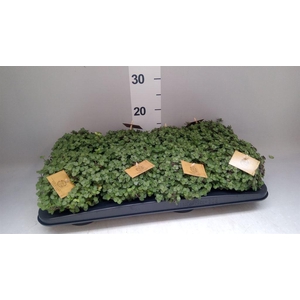 Callisia repens 'Turtle'