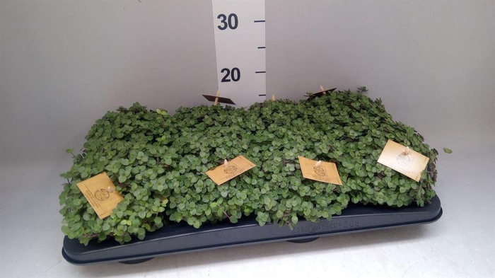 <h4>Callisia repens 'Turtle'</h4>