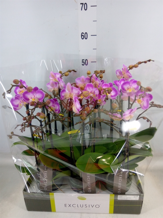 <h4>Phalaenopsis multi.   ...rose</h4>