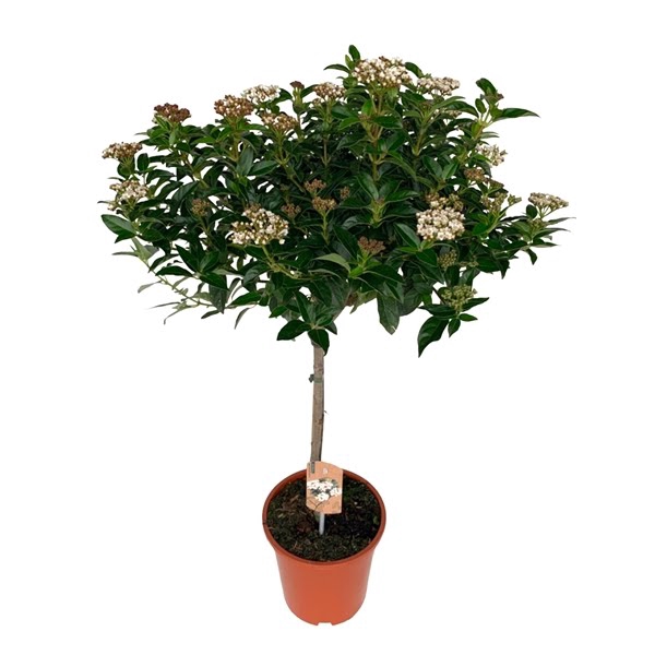 <h4>Viburnum Tinus op stam</h4>