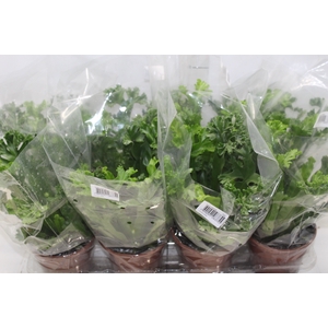 ASPLENIUM LESLIE P15