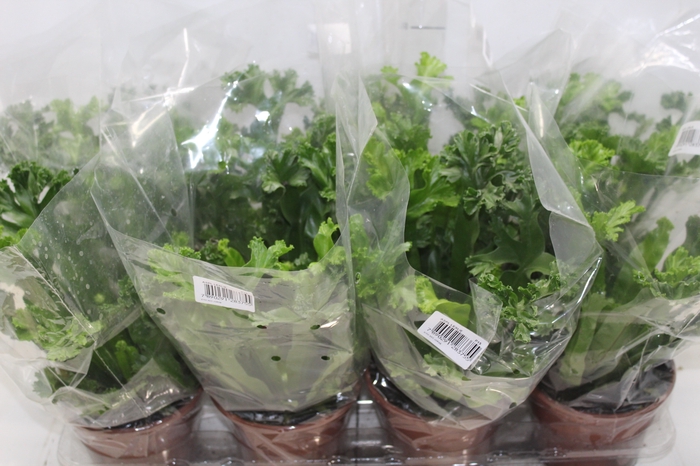 <h4>ASPLENIUM LESLIE P15</h4>