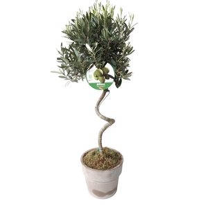Arr.   Tuinplanten H%