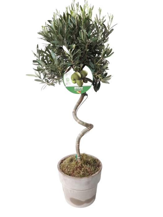 <h4>Arr. Tuinplanten H%</h4>