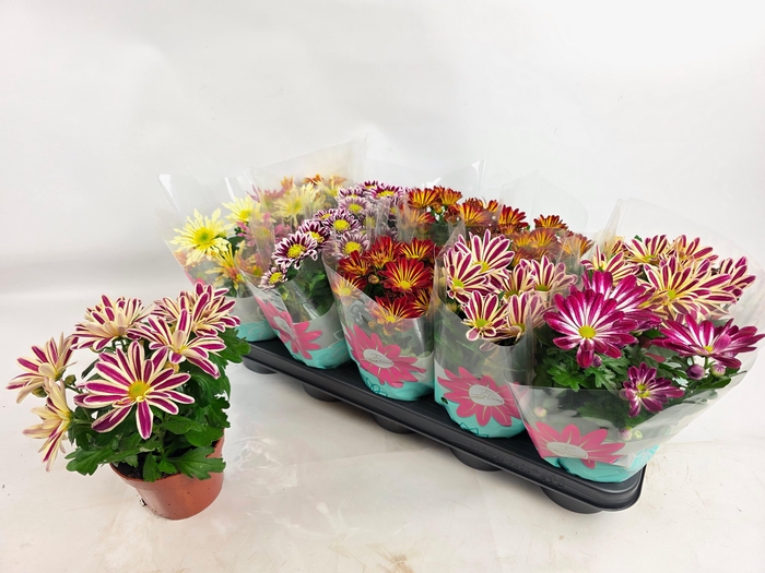 <h4>CHRYS GEM 5 KL</h4>