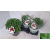 Alst Inca Collec Bandit Red