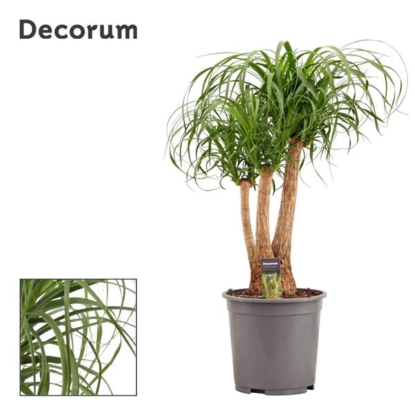 <h4>Nolina recurvata</h4>