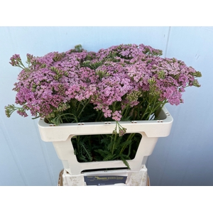 Achillea Pink Lady Winsen