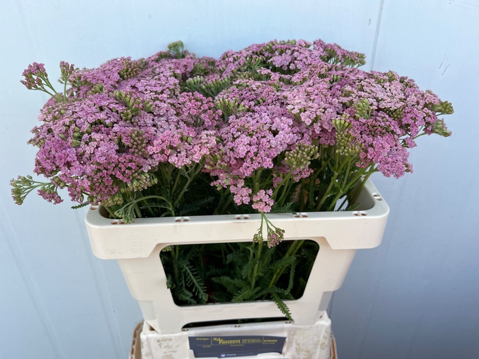 <h4>Achillea Pink Lady Winsen</h4>