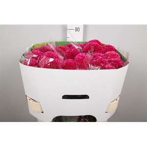 Cel C Rose Delight