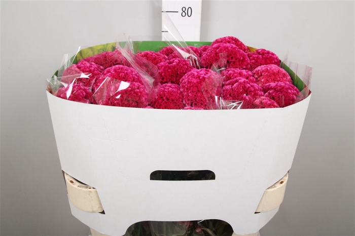 <h4>Cel C Rose Delight</h4>
