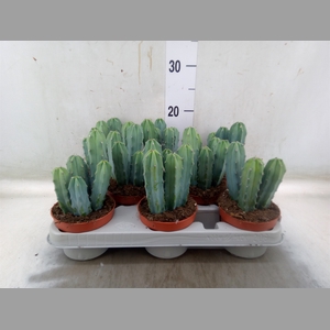 Cereus   ...