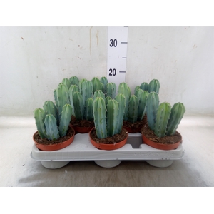 Cereus   ...