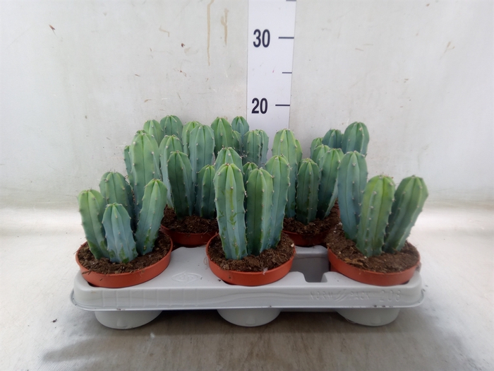 <h4>Cereus   ...</h4>