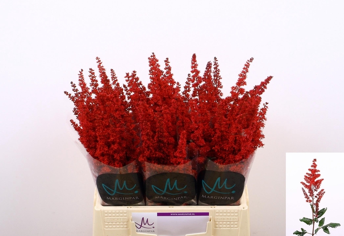 <h4>ASTIL AR FANAL</h4>