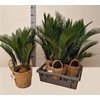 Cycas Revoluta In Mand