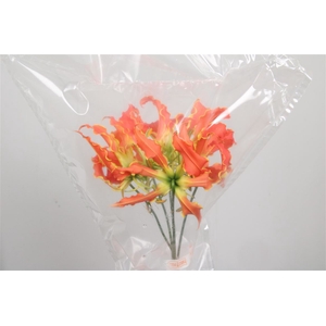 Gloriosa Exot Orange Short