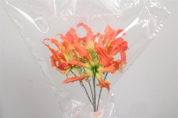 <h4>Gloriosa Exot Orange Short</h4>