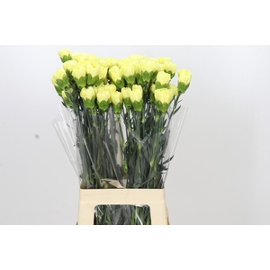 Dianthus St Ilias