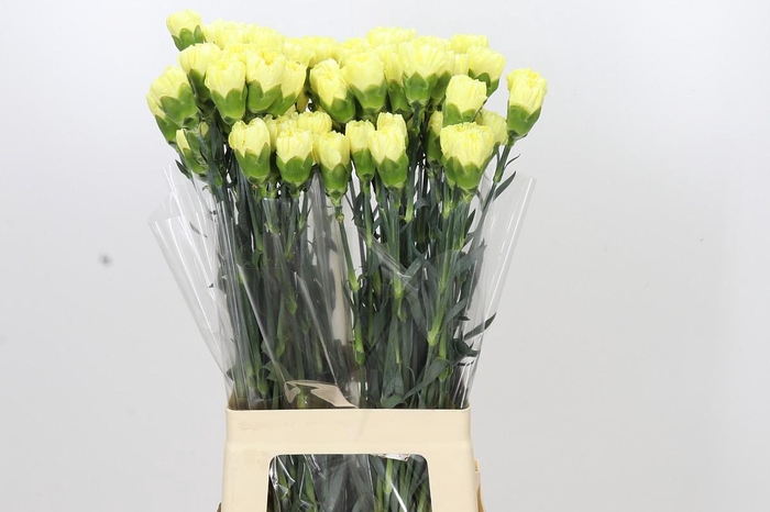 <h4>Dianthus St Ilias</h4>