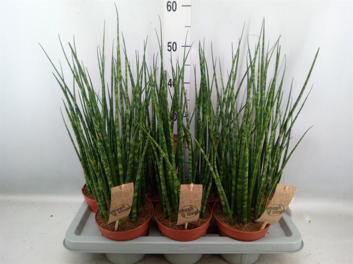 <h4>Sansevieria  'Fernwood'</h4>