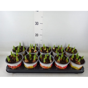 Tulipa DU 'Baby'   ...mix