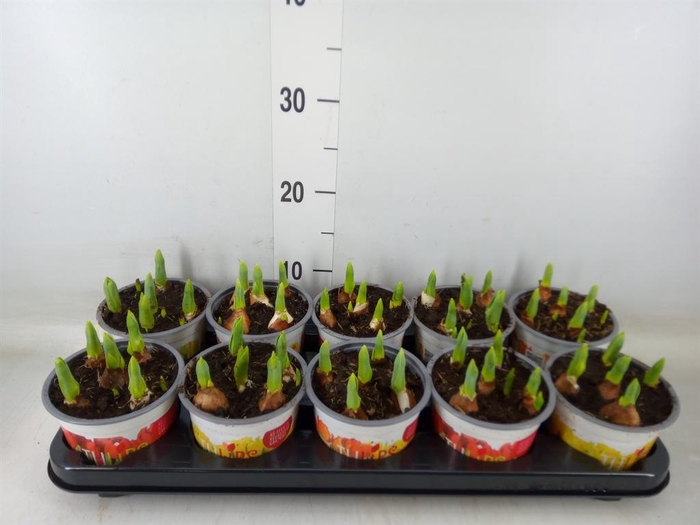 <h4>Tulipa DU 'Baby'   ...mix</h4>