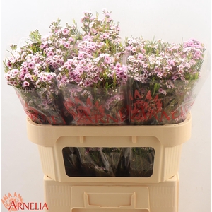 Chamelaucium giselle