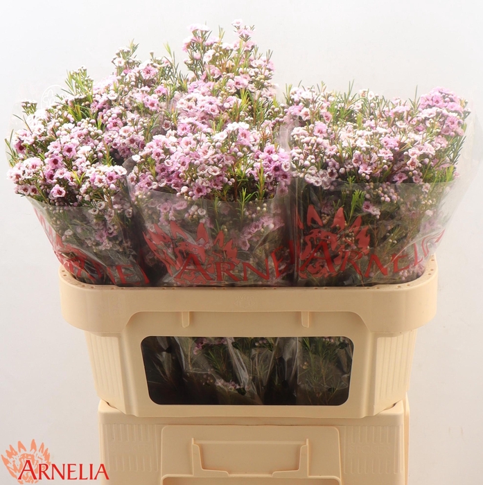 <h4>Chamelaucium giselle</h4>