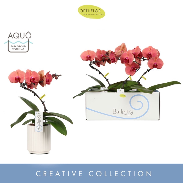 Phalaenopsis overig oranje (meerder