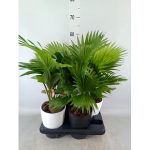 Livistona rotundifolia