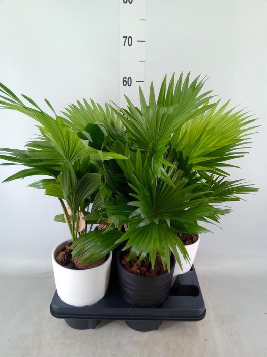 <h4>Livistona rotundifolia</h4>