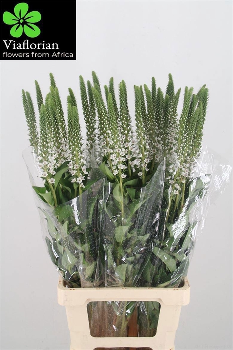 <h4>LYSIM CLETHROIDES</h4>