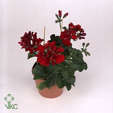 .Pelargonium peltatum grp royal red