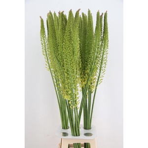 EREMURUS YELLOW REBE