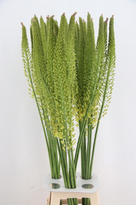 <h4>EREMURUS YELLOW REBE</h4>