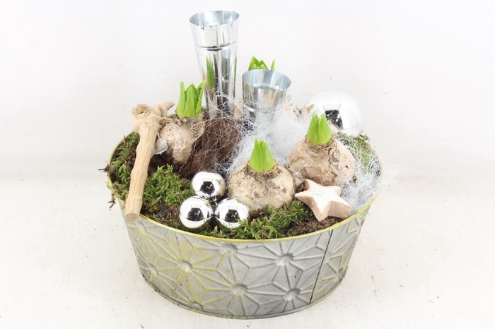 <h4>arr4 Hyacint VL - Zink rond L 2wax</h4>