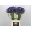 Agapanthus Blue Heaven