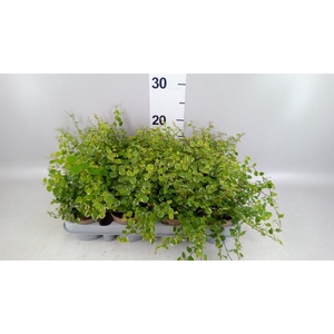 Ficus pumila 'White Sunny'