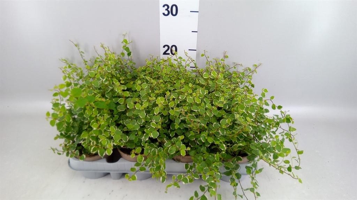 <h4>Ficus pumila 'White Sunny'</h4>