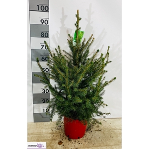 PICEA OMORIKA