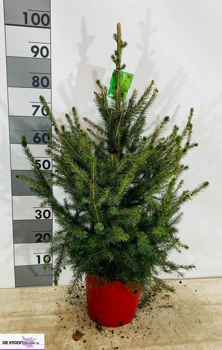 <h4>PICEA OMORIKA</h4>