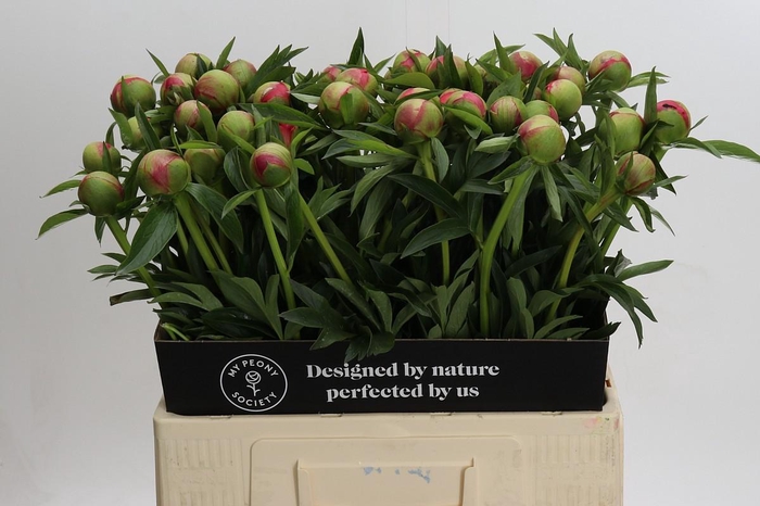 <h4>Paeonia Coral Charm</h4>