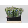Oxypetalum Tweedia Blue