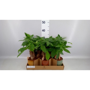 Pachira aquatica