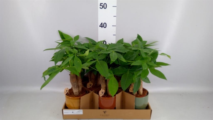<h4>Pachira aquatica</h4>